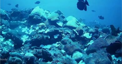 Expedição reforça necessidade de proteger bancos de corais equatoriais